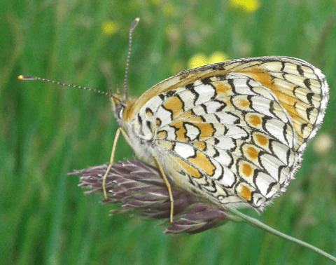 Nymphalidae : Melitaea phoebe? S